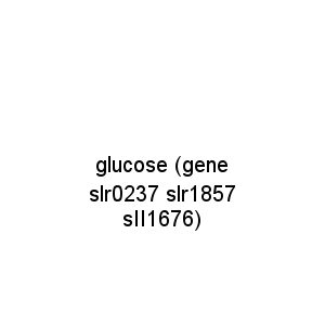 glucose (gene slr0237 slr1857 sII1676)